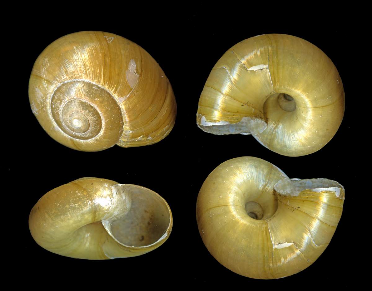 Retinella olivetorum